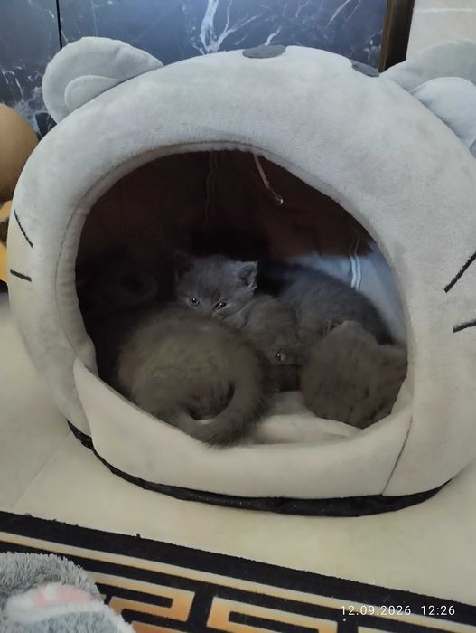 Шотлански клепоухи котенца