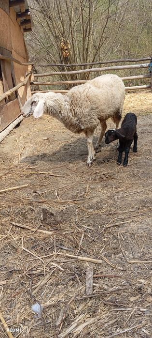 Vând oi de rasatinere