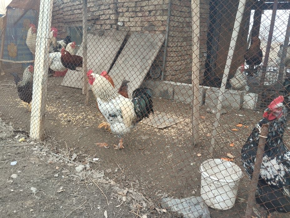 Продам петухов разные