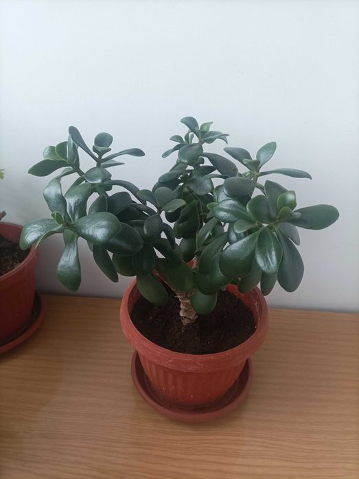 Красула - дърво на живота