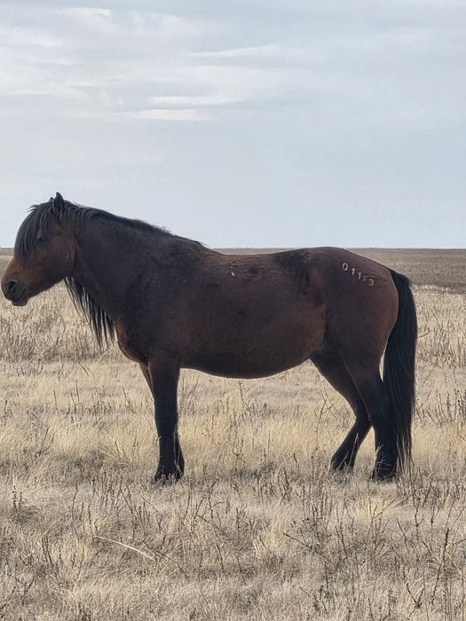 Продам жеребца по кличке Бақторы
