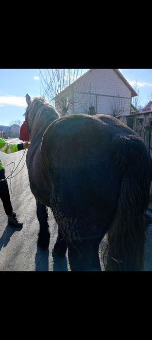 Armăsar de monta SUR PE NEGRU