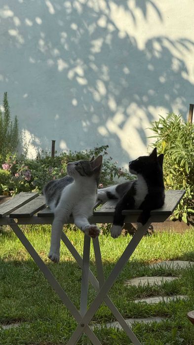 Dous pisici - Charlie si Marlene - Adoptie - sterilizate si vaccinate
