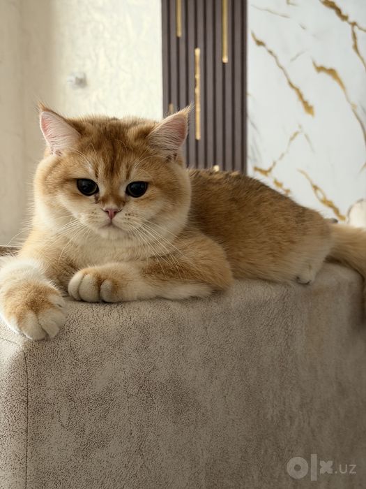 Приглашаем на вязку