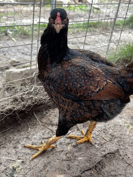 Vand oua de COMBATANT Indian urias