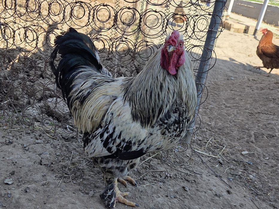 Қораз сатылады..