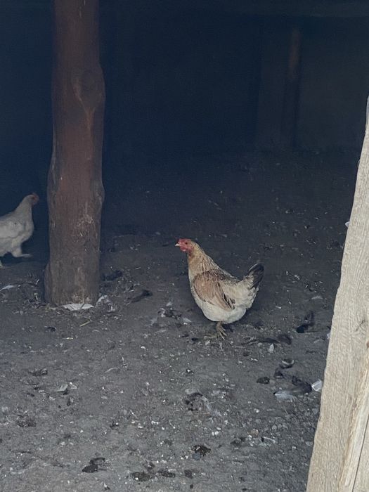 Продаются Куры несушки