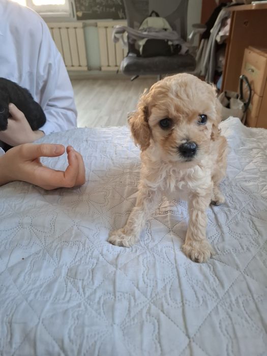 Продается той пудели