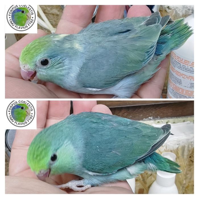 Papagali Forpus coelestis