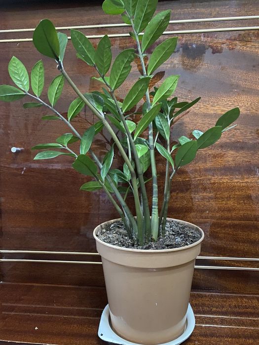 Цветок Замиокулькас