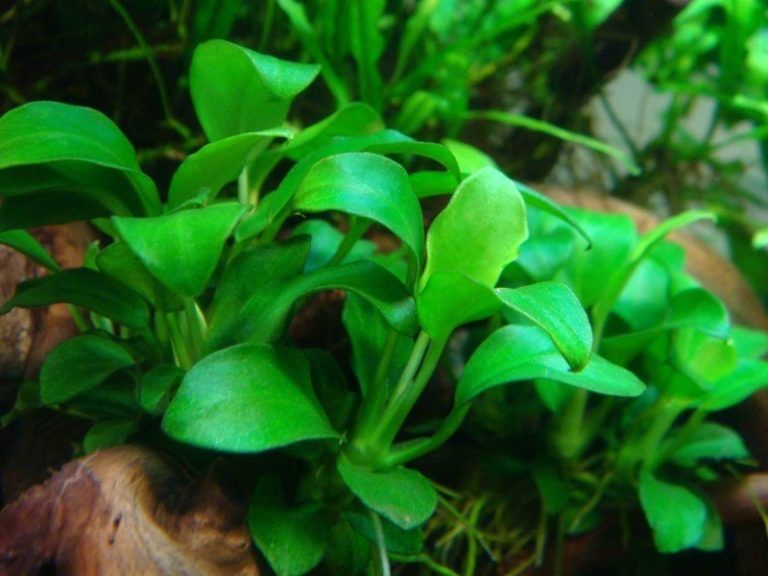 Растения для аквариума