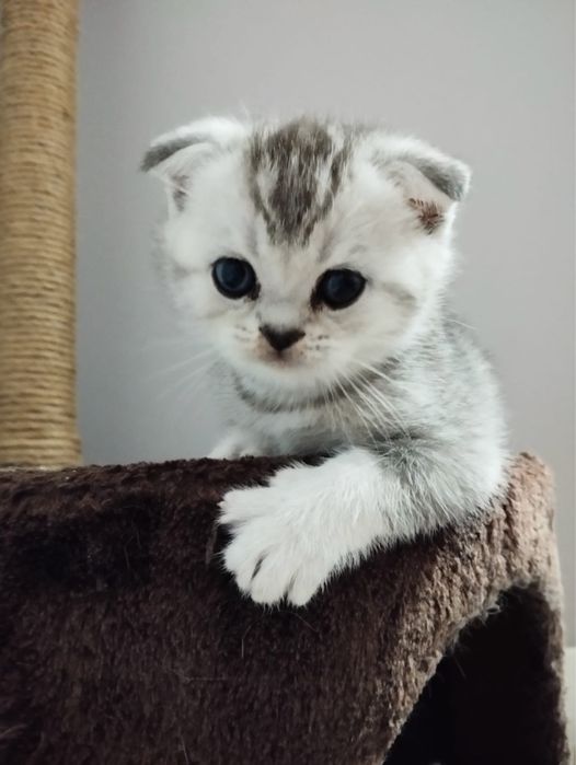 Котята Scottish Fold & Straight