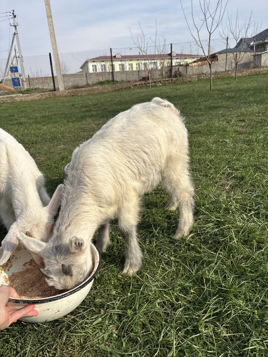 Лақтар 2 шт  2 айлық