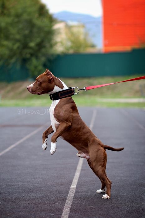 Питбуль кобель для вязки Американский питбультерьер