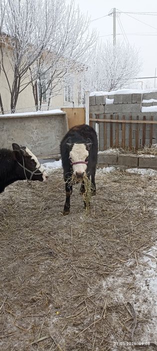 Продам б ы к о в