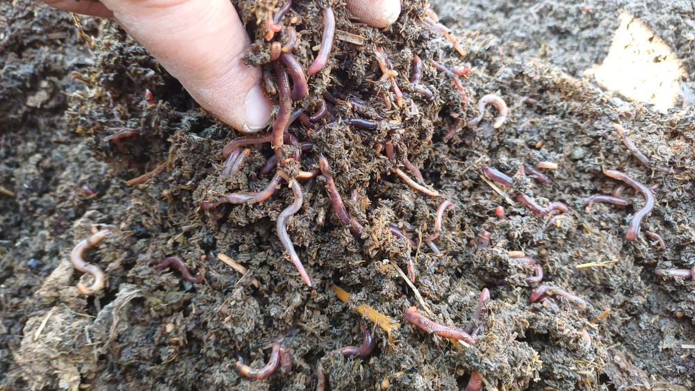 Биогумис олий навли