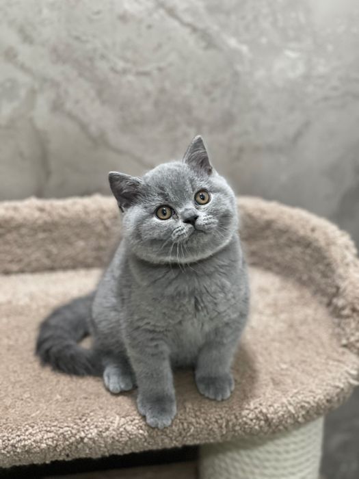 Британские котята