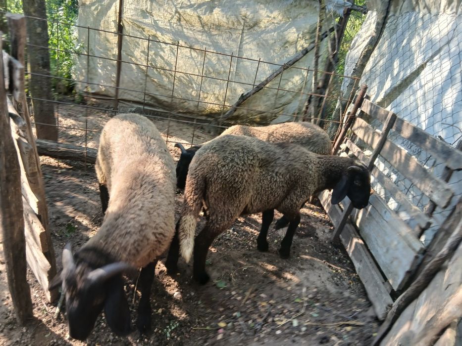 Vand 3 berbecuți