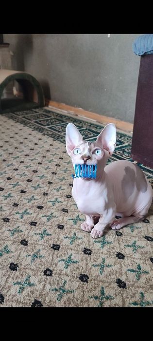 Молодой котик сфинкс бамбино 2 года кастрат