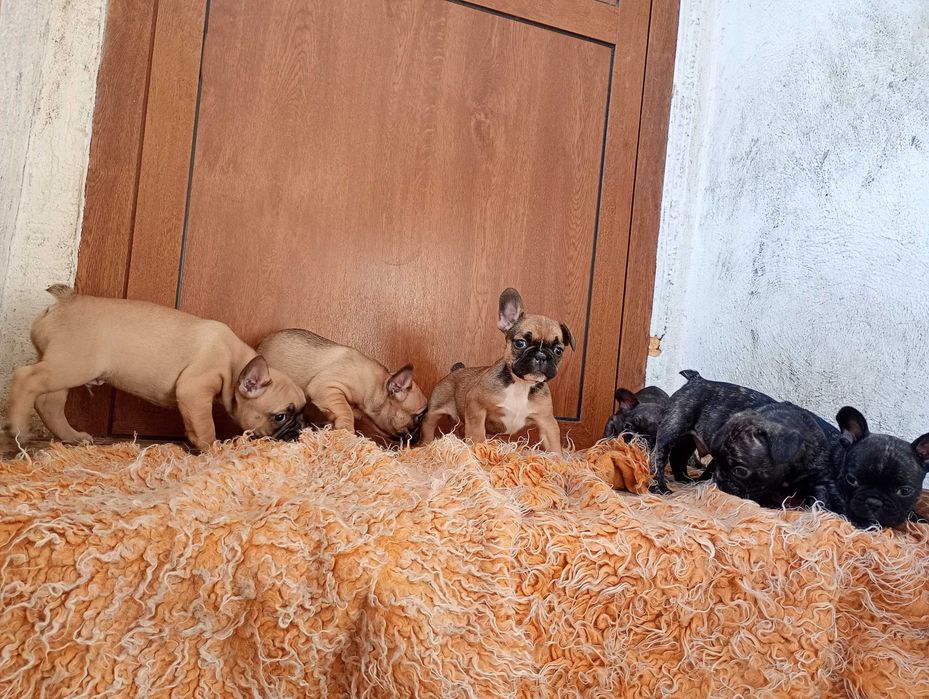 Френски булдог кученца