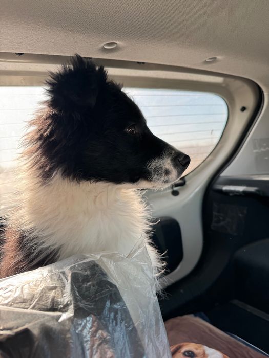 Чистокровный бордер колли