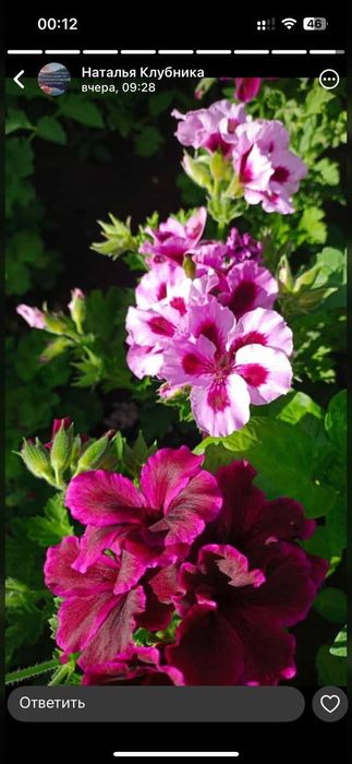 Продам герани сортовые