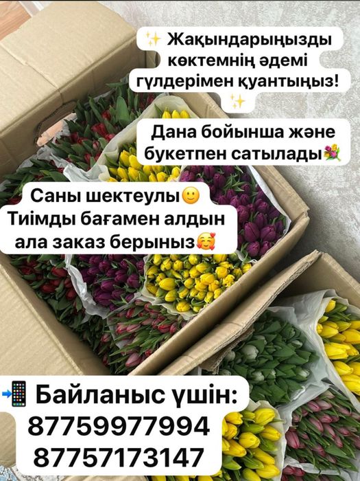 Тюльпаны саны шектеулы