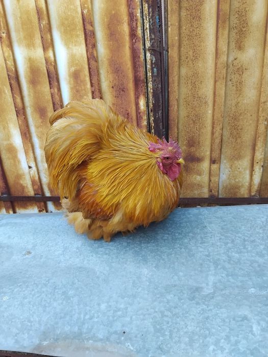 Pereche gaini cochinchina