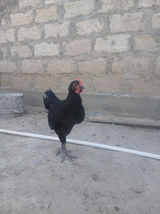 Қораздар сатылады 2 айлық