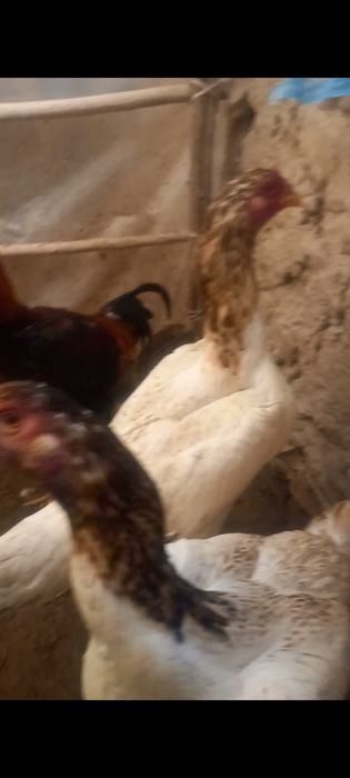 Shularni  tuxumlari  bor  garantiyalik