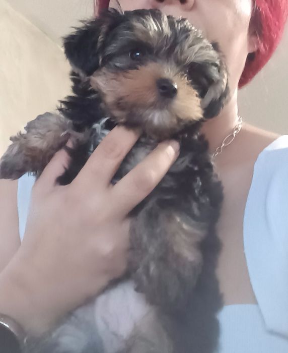 Мъжки мини йорки