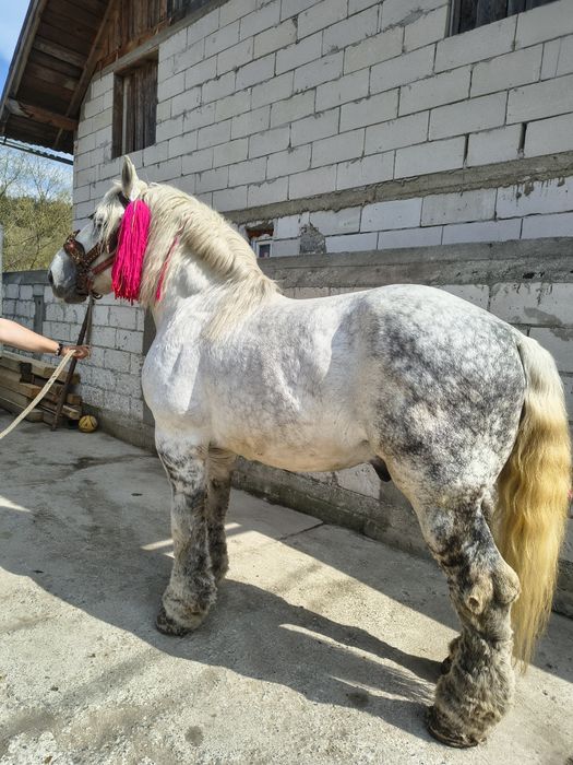 Vând harmasar de 8 ani foarte cuminte lucrat la pădure