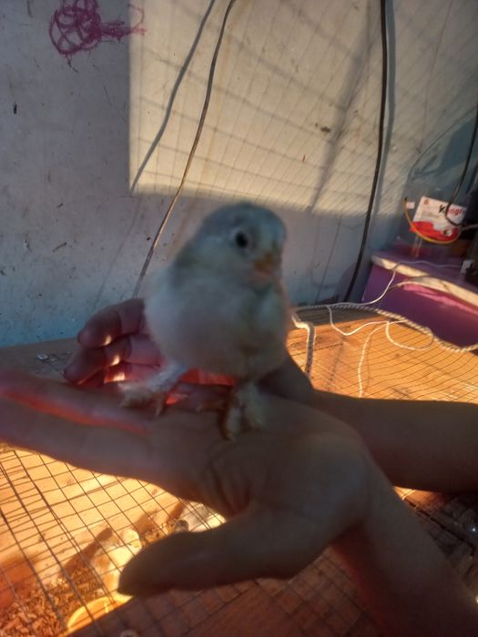 Брама гигант жужалар сотилади