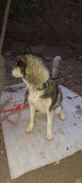 Хаски умный сабака