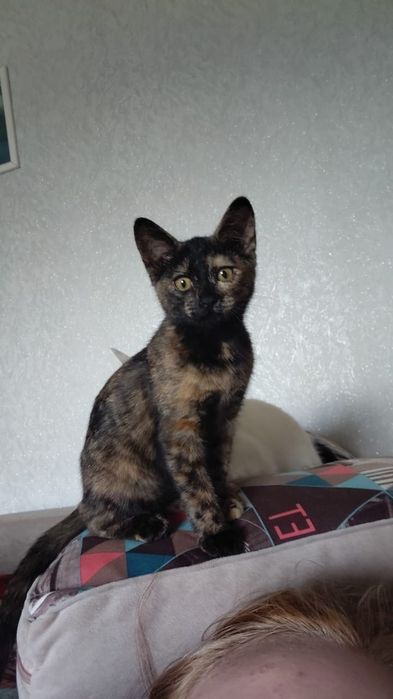 Очень забавную отдам бесплатно