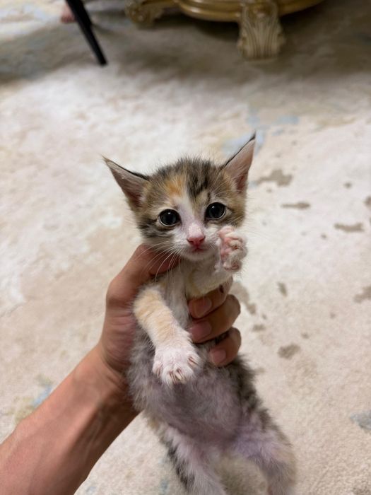 Котята Бесплатно