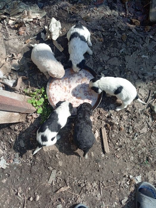 Щенки спонеэля бесплатно