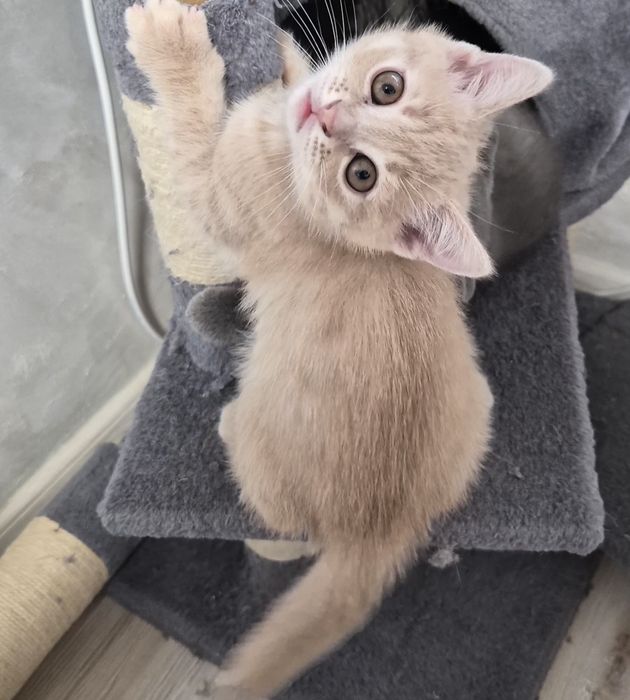 Британско мъжко коте