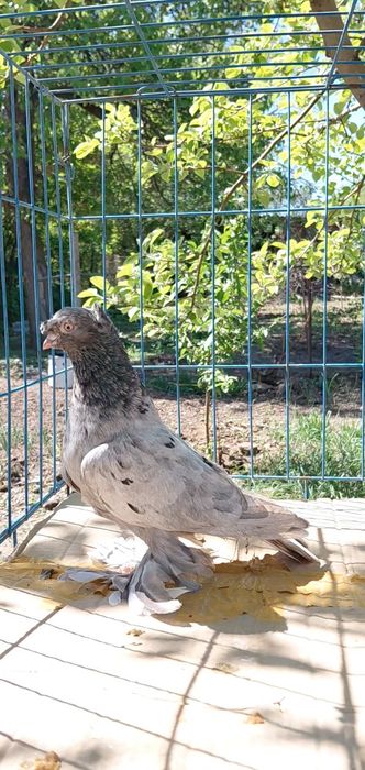 Голуби игровых кровей