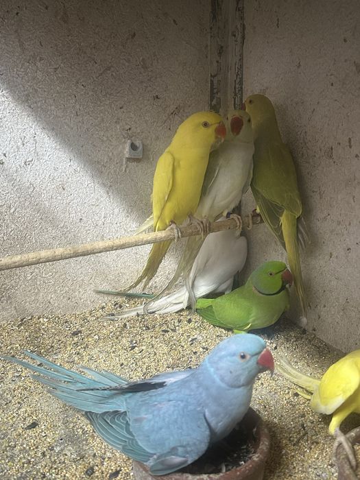 Papagali Micul  si marele Alexander