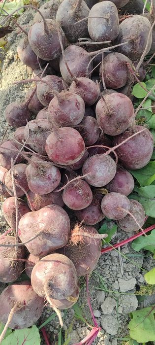 ҚИЗИЛЧА мақсулоди сотилди наманганда