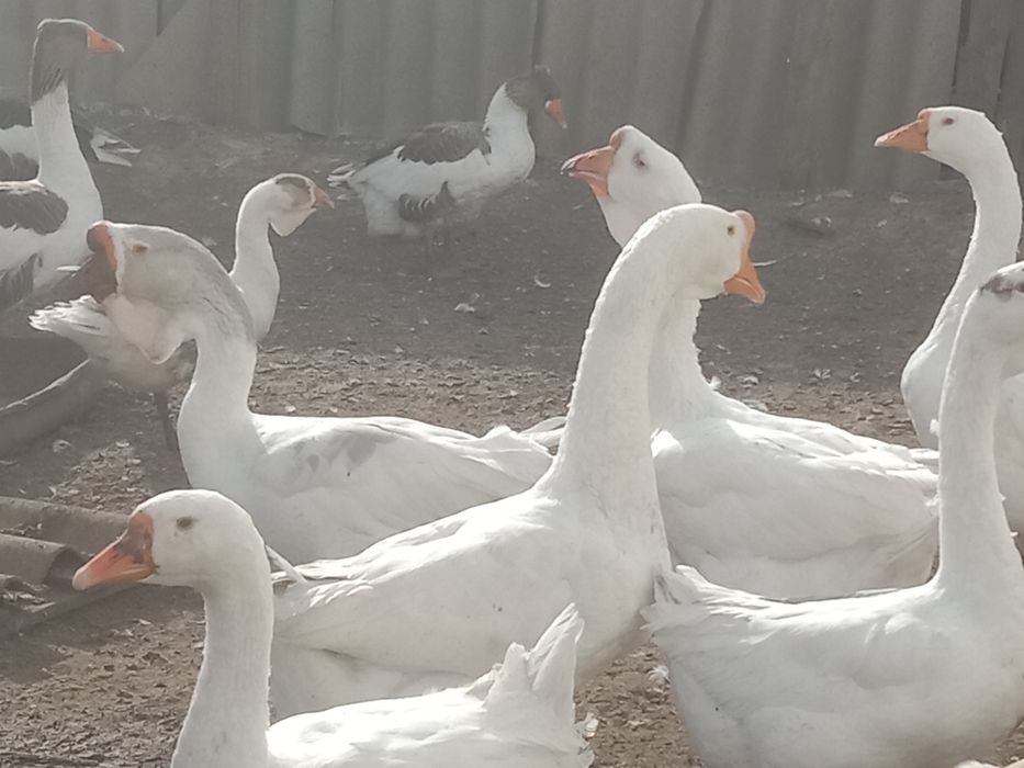 Продам домашних гусей