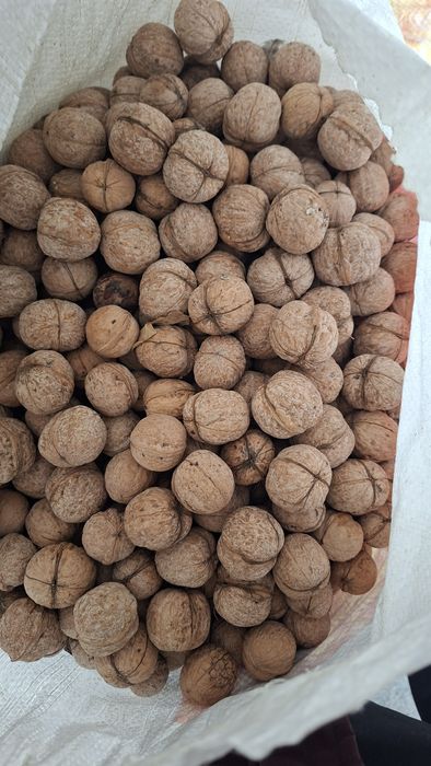 Орехи, жанғақ сатылады