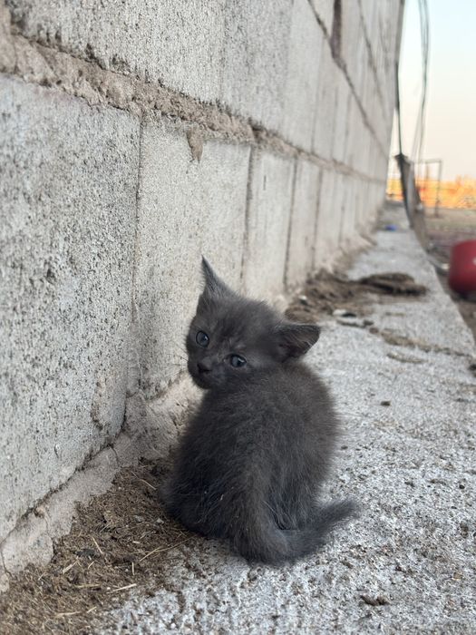 Котята бесплатно