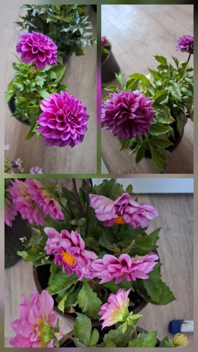 Продам бордюрные георгины ,катарантус
