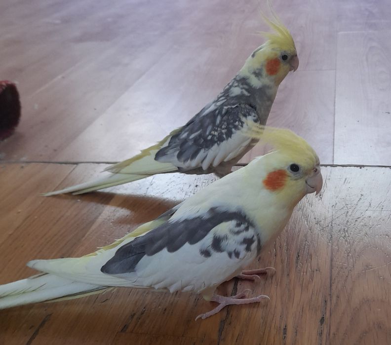 Корелы с клеткой