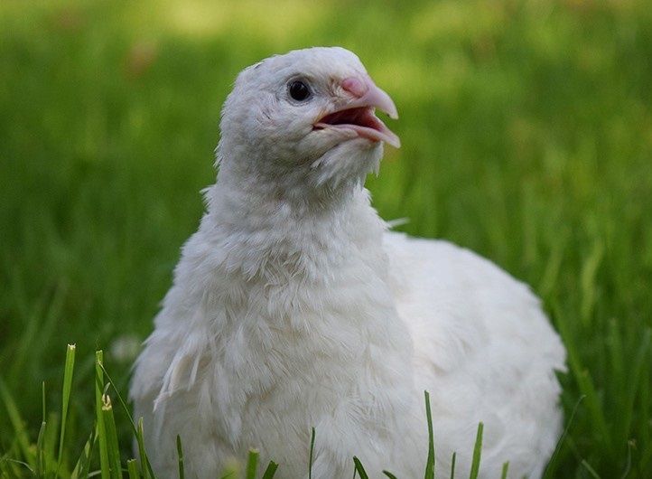 Бедана белий гигант Эстон, Феникс, смокинг беданала сотилади