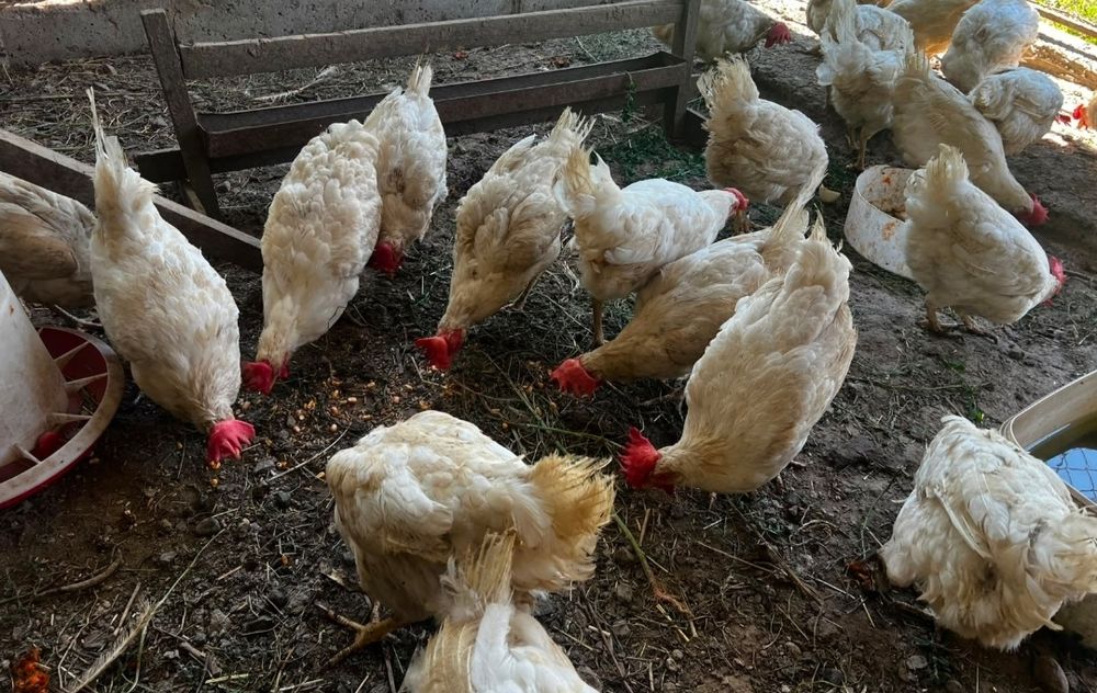 Продам несушек курей