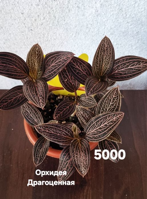 Цветы комнатные от 1500