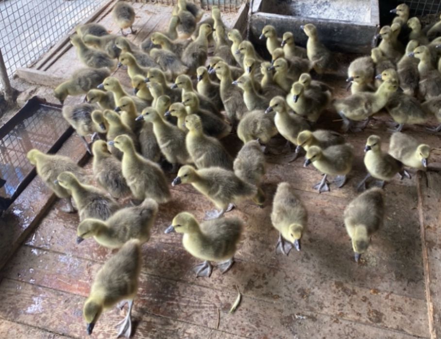 Boboci gâscă tolouse